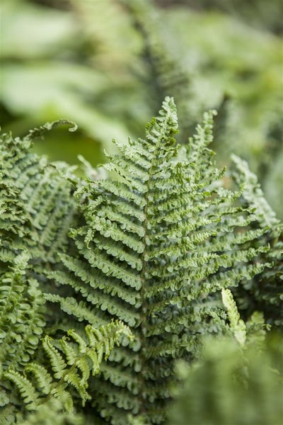 Athyrium filix-femina, Frauenfarn, ca. 9x9 cm Topf