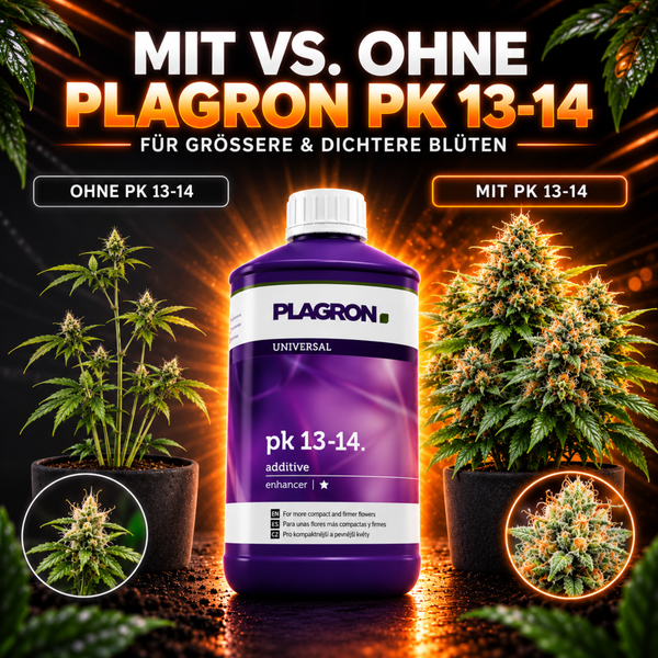 Eine Flasche Plagron PK 13-14 Pflanzendünger im Vergleich zwischen einer Pflanze ohne und einer Pflanze mit Düngemittelanwendung.