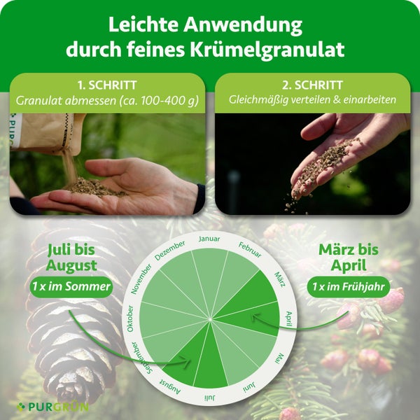 Infografik Purgruen Dünger: Granulat abmessen (circa 100 bis 400 Gramm) und verteilen. Zeitplan März bis April und Juli bis August. Purgrün Logo.