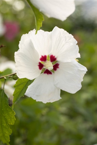 Hibiscus syriacus 'Red Heart', Gartenhibiskus, weiß-rot, 60–80 cm