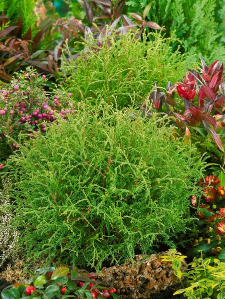 Thuja occidentalis 'Mr.Bowling Ball', kugelförmig, 15–20 cm