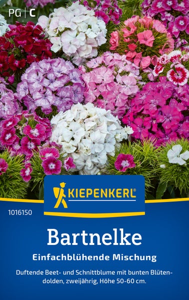 Kiepenkerl Bartnelken Mischung Saatgut. Duftende zweijährige Beet- und Schnittblumen mit Blütendolden in verschiedenen Farbtönen.