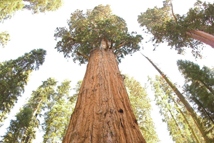 SAFLAX Garden to go - Berg - Mammutbaum - Sequoiadendron gigantea - 50 Samen - Mit Topf, Klima - Deckel und Anzuchtsubstrat