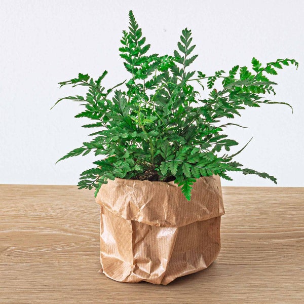 Green Bottle Set für Deinen Flaschengarten ohne Glas 5 Pflanzen Kaffee Farn Dracaena 2x Fittonia