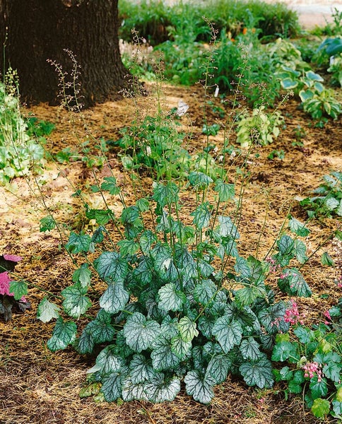 Heuchera americana 'Green Spice', Purpurglöckchen, grün-silber, ca. 11x11 cm Topf