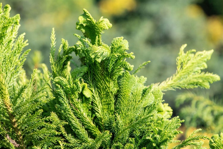 Cryptomeria japonica 'Cristata', Japanische Sicheltanne, 25–30 cm