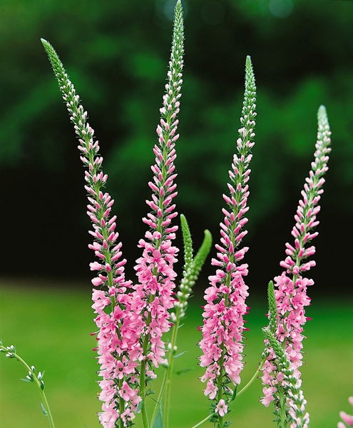 Veronica longifolia 'Pink Damask', Ehrenpreis, rosa, ca. 9x9 cm Topf