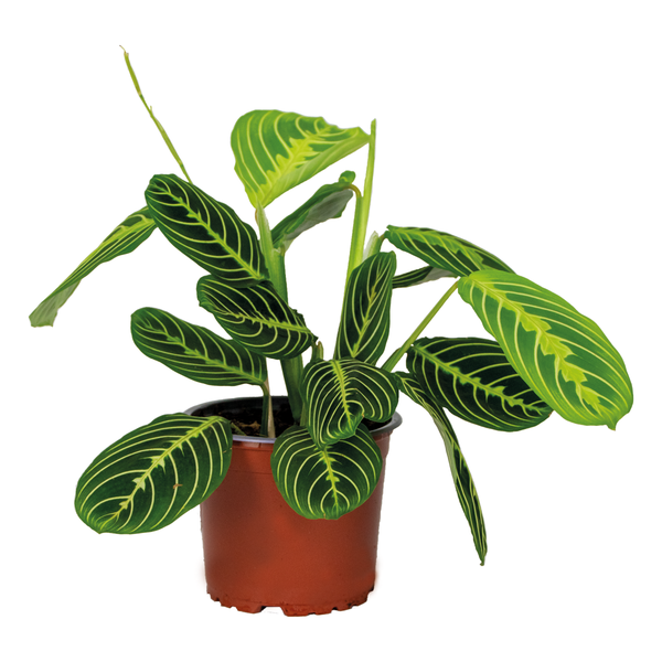 Maranta Lemon Lime – Gebetspflanze – Zimmerpflanze – Luftreinigend – ⌀12cm –↕10-15cm