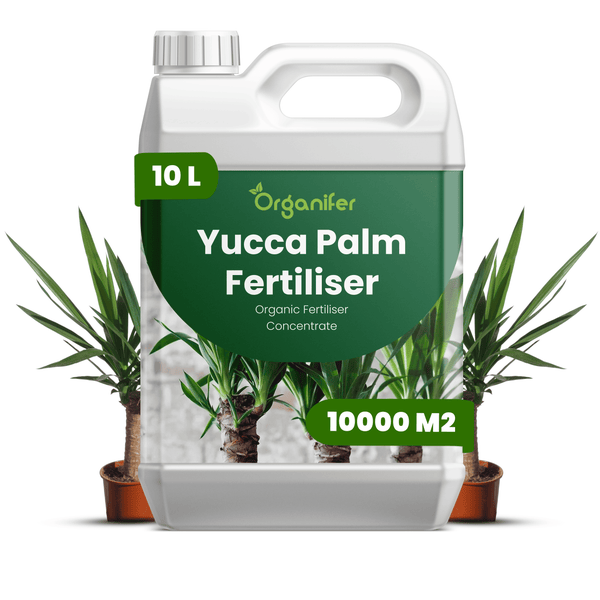 Organifer Yucca Palmen Dünger Konzentrat, 10 Liter, organisch, reicht für bis zu 10000 Quadratmeter.