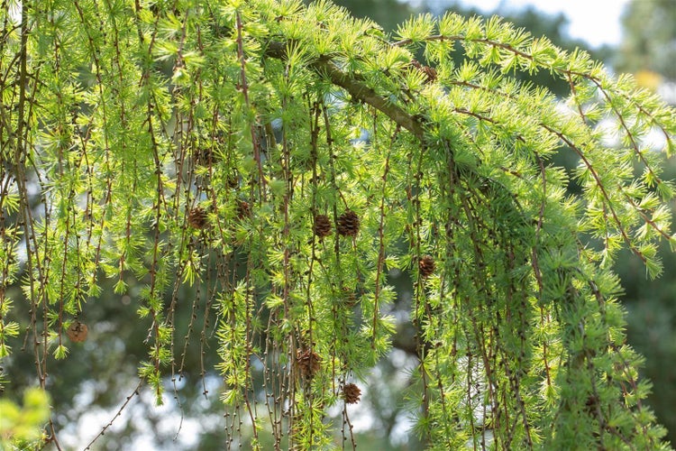 Larix kaempferi 'Pendula', Japanische Lärche, hängend, 125–150 cm