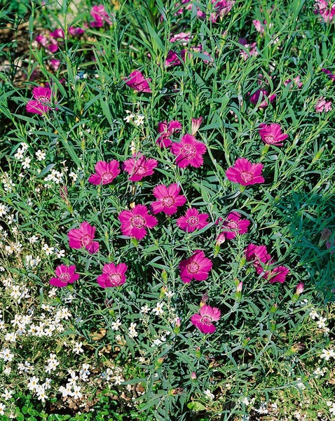 Dianthus sylvestris, Nelke, rosa Blüten, ca. 9x9 cm Topf