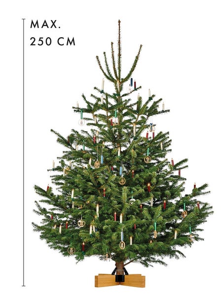 Geschmückter Weihnachtsbaum mit einer maximalen Höhe von 250 cm
