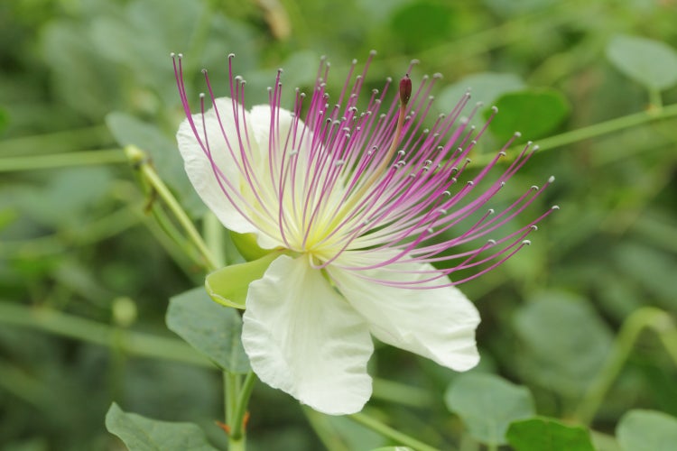 SAFLAX Geschenk Set - Echter Kapernstrauch - Capparis spinosa - 25 Samen - Mit Geschenkbox, Versandaufkleber, Geschenkkarte und Anzuchtsubstrat