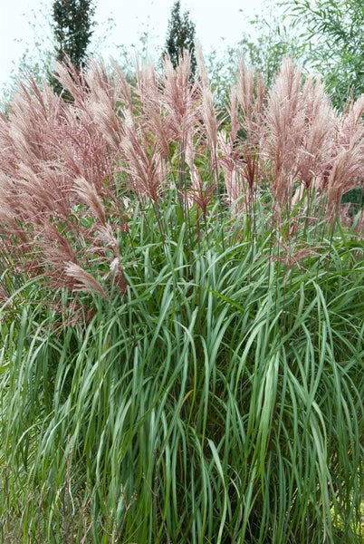 Chinaschilf mit langen grünen Blättern und rosa Blütenständen im Garten