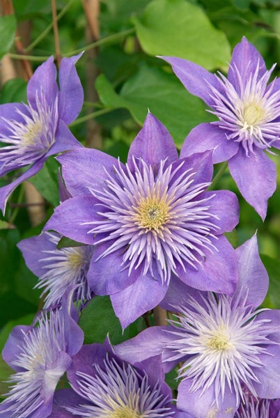 Clematis Hybride 'Crystal Fountain', Klematis, blau, 60–100 cm