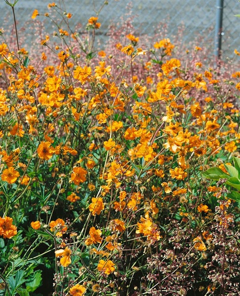 Geum chiloense 'Feuerball', Nelkenwurz, leuchtend rot, ca. 9x9 cm Topf