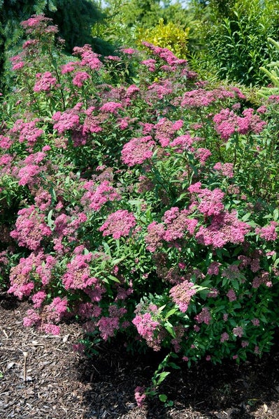 Spiraea japonica 'Dart's Red', Rote Sommerspiere, 30–40 cm