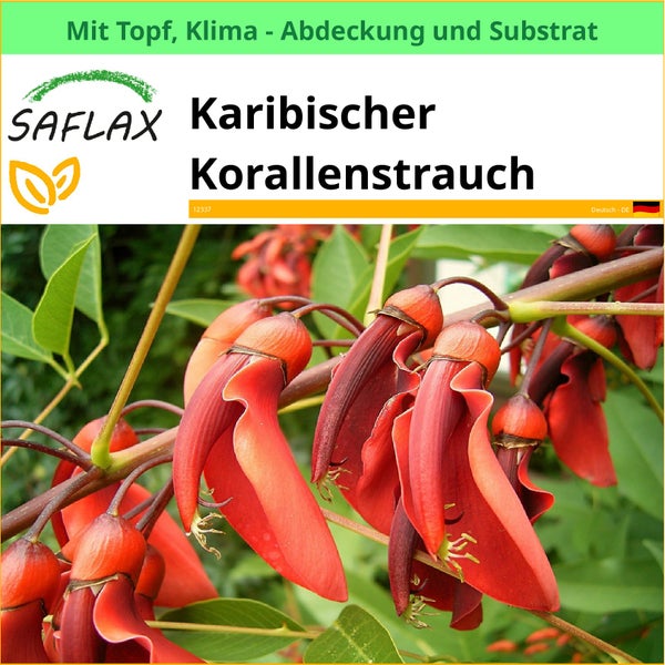 Karibischer Korallenstrauch im Topf mit Klimaabdeckung und Substrat