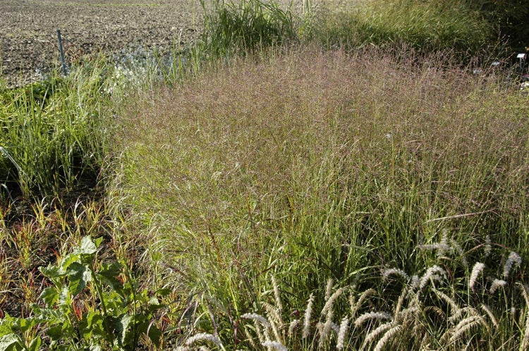 Panicum virgatum 'Shenandoah', Rutenhirse, rot-grün, 3-5 Liter Container