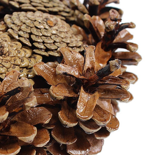 Detailaufnahme von Kiefernzapfen