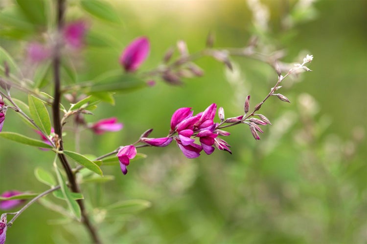 Lespedeza thunbergii, 60–100 cm, rosa Blüten, buschig