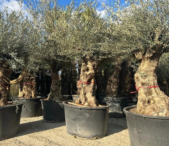 Olivenbaum XXL 150 Jahre ca. 200 bis 250 cm, knorriger Stamm Olea Europaea