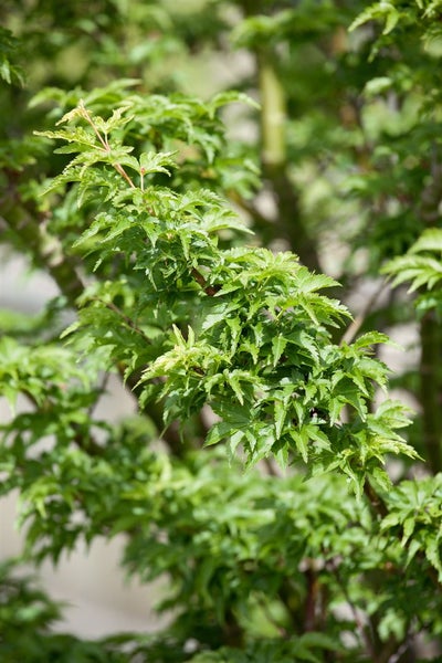 Acer palmatum 'Shishigashira', Japanischer Ahorn, 60 cm Stammhöhe
