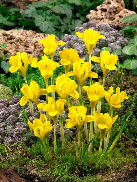 Iris danfordiae, Zwerg-Iris, gelb, ca. 9x9 cm Topf