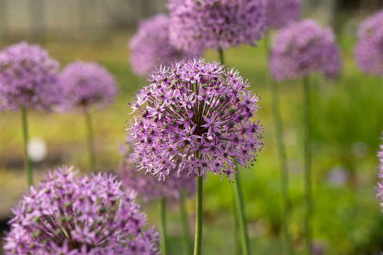 Allium aflatunense 'Gladiator', Zierlauch, violett, ca. 11x11 cm Topf