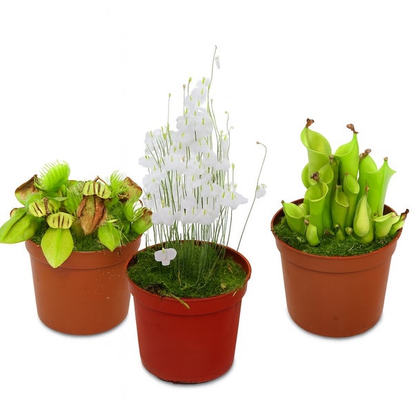 Set aus drei fleischfressenden Pflanzen: Venusfliegenfalle, Wasserschlauch und Sumpfkrug in braunen Kunststofftöpfen.