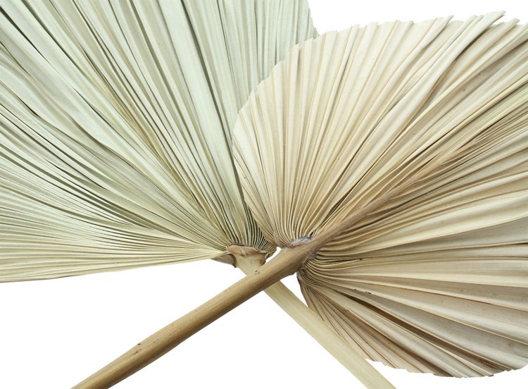 FRANK FLECHTWAREN | Dekoblatt Palme, 2er Set, NATURMATERIALIEN, 15-20 x 50-60 cm, 30-40 x 60-70 cm