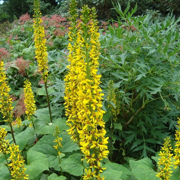 Gelbe Ligularia im Gartenbeet