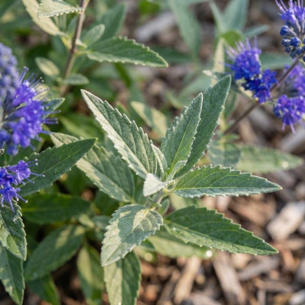 Nahaufnahme einer Bartblume mit gezackten grünen Blättern und blauen Blüten im Garten.