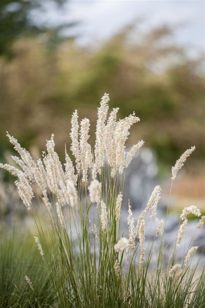 Festuca gigantea, Riesen-Schwingel, ca. 9x9 cm Topf
