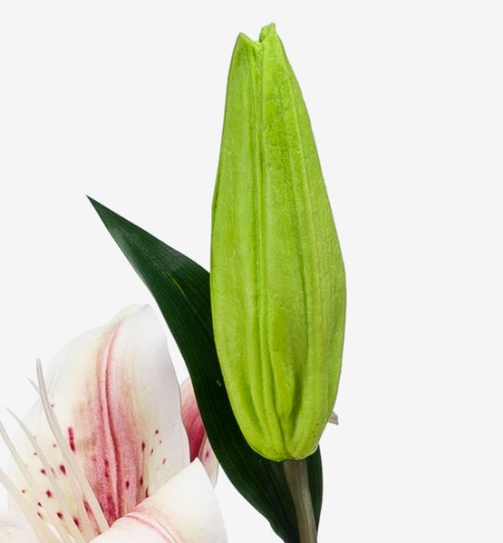 Künstliche Lilie mit zwei weiß-rosa Blüten und einer Knospe an einem grünen Stiel.