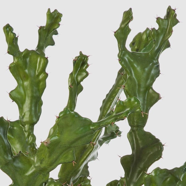 Euphorbia-Sukkulente in einem schwarzen Kunststofftopf mit Erde.