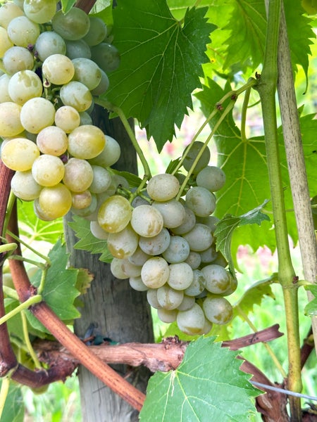 Zwei Trauben mit hellen Weinbeeren an einem Weinstock mit grünen Weinblättern im Garten.