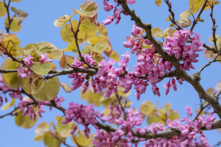 Zweig eines Judasbaums mit Blüten und herzförmigen Blättern vor blauem Himmel