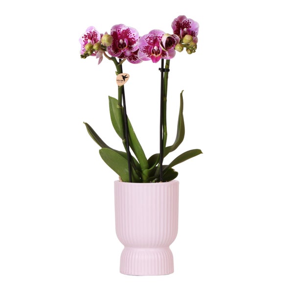 Kolibri Orchids rosa lila Phalaenopsis Orchidee El Salvador + Diabolo pink Topfgröße 9cm blühende Zimmerpflanze frisch vom Züchter