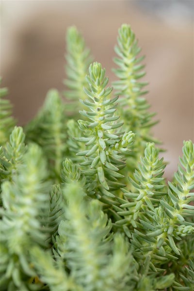 Sedum reflexum, Tripmadam, ca. 9x9 cm Topf, sukkulent