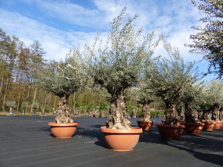 Große Olivenbäume mit knorrigen Stämmen in terrakottafarbenen Pflanztöpfen in einer Baumschule im Freien.