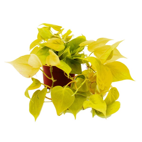 Zimmerpflanzen-Trio Rankende Baumfreunde Set mit 3 verschiedenen Philodendron-Arten micans scandens Lime scandens Brasil