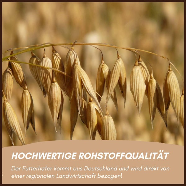 Nahaufnahme von Futterhaferähren. Hochwertige Rohstoffqualität aus Deutschland von regionaler Landwirtschaft.