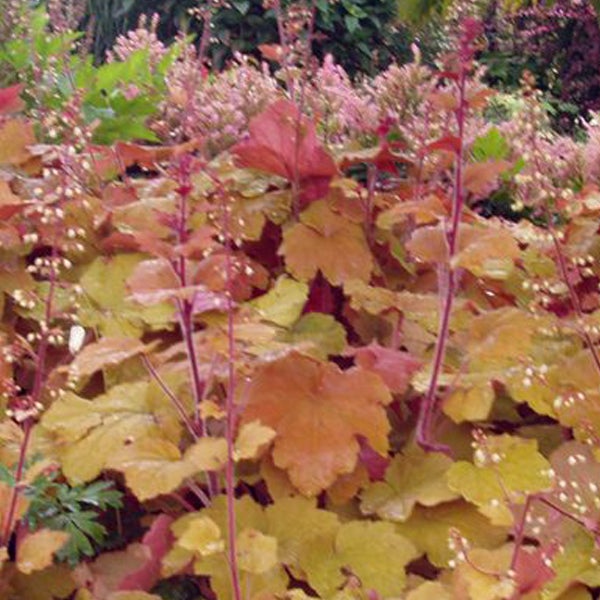 Nahaufnahme von Purpurglöckchen mit Blättern und kleinen Blüten