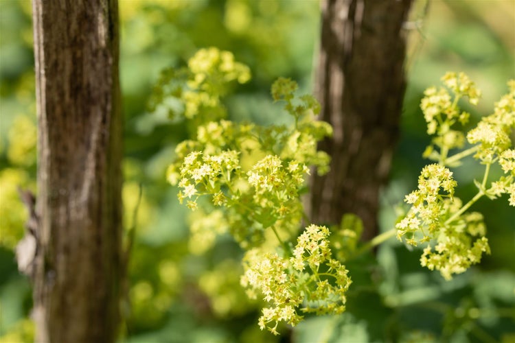 Alchemilla epipsila, Frauenmantel, ca. 9x9 cm Topf