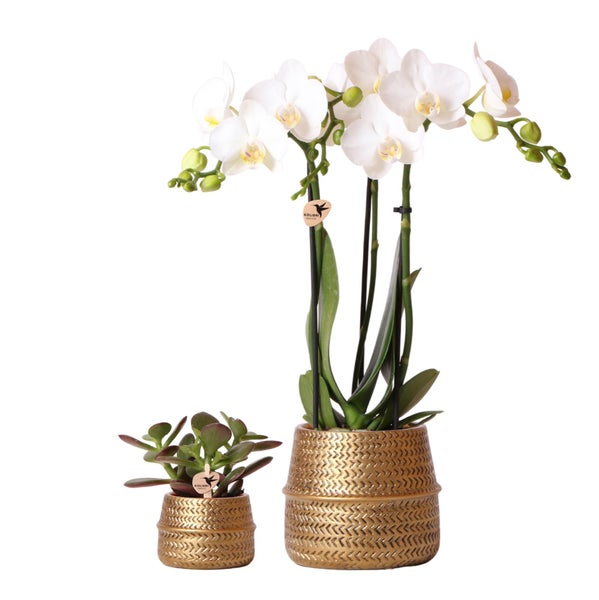 Kolibri Company Pflanzenset Groove gold Set mit weißer Phalaenopsis Orchidee Amabilis 9cm und grüner Sukkulente Crassula Ovata 6cm inkl. goldenen Keramik-Ziertöpfen