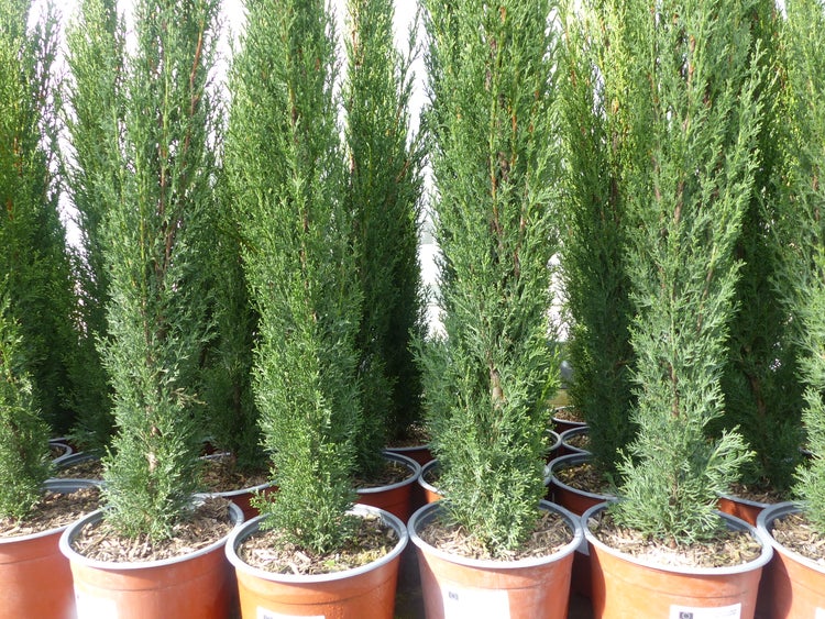 3 x Mittelmeerzypresse Cupressus Sempervirens Totem 100 - 120 cm Toskana Zypresse