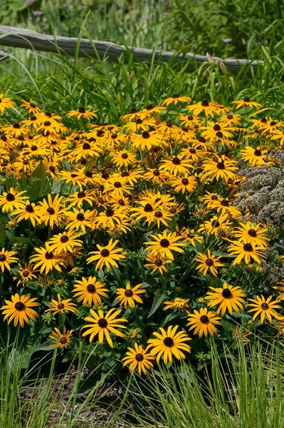 Rudbeckia fulgida sullivantii 'Goldsturm', gelb, ca. 9x9 cm Topf