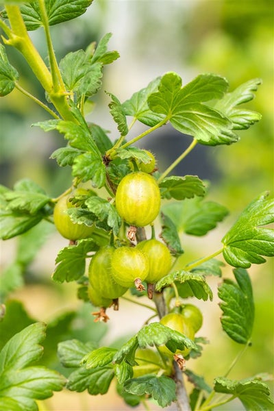 Ribes uva-crispa 'Hinnonmäki Grün', Stachelbeere, grün, 90 cm Stammhöhe