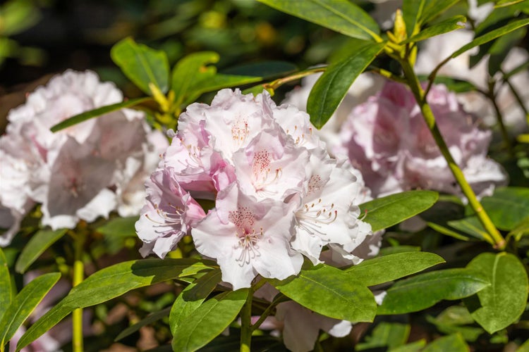 Nahaufnahme von Rhododendronblüten mit Blättern